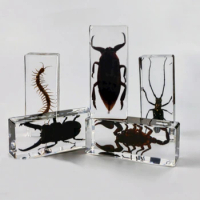 Large Scorpion Specimen in Resin Insect Large Spiders Resin Bug Beetle Scorpion Specimen Insect Centipede Model Desk Decoration