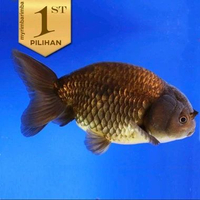 Koki Black Ranchu (L) Ikan Hias Aquascape Hiasan Aquarium Tanaman Air -