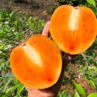 CIKU MEGA DARI LADANG SEKINCHAN SNACK