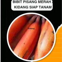Bibit pisang merah atau pisang kidang yang banyak dicari