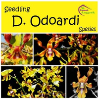 Seedling Anggrek Dendrobium Spesies Premium dendro bunga bulat wangi harum bibit hasil persilangan h