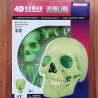 4D fluorescence color head skeleton assembly skeleton model free shopping