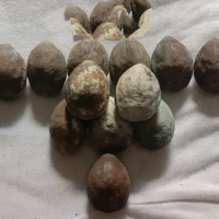 muncang aduan jayanti jawa super