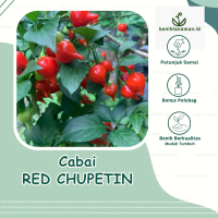 3 Biji - Benih Cabai Unik Red Chupetinho