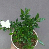 Kaca Piring Mini Daun Kecil Gardenia Bunga Putih Ukuran Dewasa Wangi Cocok Ditanam Di Teras Rumah Me