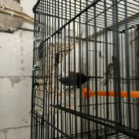 Dispenser Pakan Burung Finch Gould Amadine Kenari Emprit Jepang Gelatik Perkutut dll