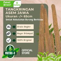 6 pcs tangkringan asem jawa asli/ 6 batang tangkringan asem jawa Asli