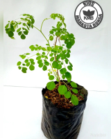 Bibit Pohon Kelor | Daun Kelor | Tanaman Kelor | Tanaman Herbal