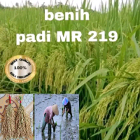 Benih padi MR 219 Jumbo Kemasan 10Kg