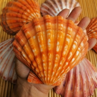 天然海螺貝殼拋光彩色大扇貝獅爪貝創意家居收納香皂盒煙缸鼠尾草