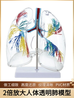 透明肺段模型肺解剖 支氣管樹人體肺部模型 胸外科呼吸科模型標本
