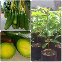 Bibit alpukat tanpa biji Bibit Unggulan