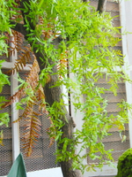 仿真小綠葉鳳尾蕨葉綠植藤條蔓可隨意造型森系纏繞藤絲壁掛布造景