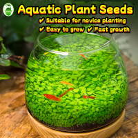 400เมล็ด/ซอง เมล็ด ไม้น้ำ Fresh Aquatic Seeds for Planting Aquatic Grass Plant Seeds Aquascape Herb 