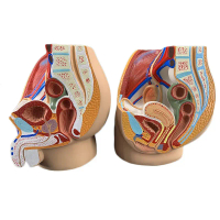 Human Male Pelvis / Female Pelvic Cavity Sagittal Reproductive Organ System Anatomy Model