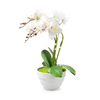 Bunga Artifisial Anggrek Phalaenopsis - Putih