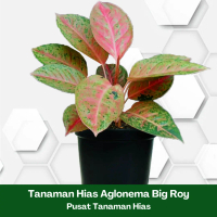 Tanaman Hias Artificial Aglonema BigRoy - Hiasan Ruangan Indoor/Outdoor