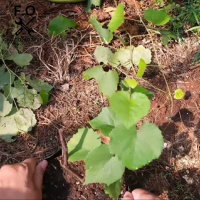 Bibit Anggur Isabella (Rootstock Utk Grafting) Grafting