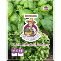 Bibit Premium Basil Genovese | Benih Basil Genovese | Bibit Daun Basil