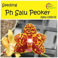 Seedling Anggrek Phalaenopsis New Hybrid phal Bulan hasil persilangan langka pra remaja Ph Salu Peok