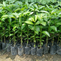 Bibit Tanaman Pule Pohon Besar 25-55 cm Semai Biji
