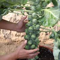 60 SEED - Baby Cabbage | Brussel Sprouts Long Island