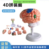 4D of teaching, assembling human anatomy brain model teaching model, detachable 32 brain structure models, brain function.