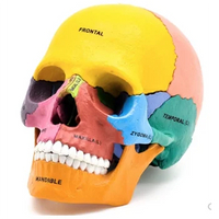 Human Exploded Colored Skull Model 17 Parts Anatomy Model Detachable DIY Toy Educational Equipment with Manual 4D MASTER