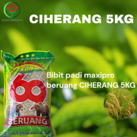Benih Padi Beruang Ciherang