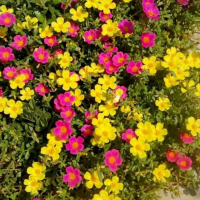 Tanaman Hias Bunga Krokot Portulaca