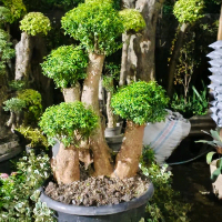 tanaman pohon bonsai melati seribu bintang daun hijau bunga putih
