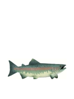 SALMON