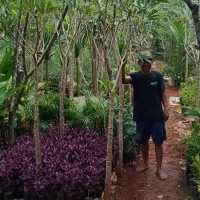 Pohon tabebuya bunga kuning tinggi pohon 2 meter