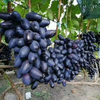 bibit anggur import GOZ-V manis krunchi dan genjah