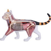 4D Vision Calico Cat Anatomy Model Disassemble Animal Organ Anatomy Model DIY Skeleton Medical Teaching Aid Free Shipping