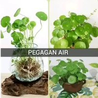 Tanaman herbal pegagan air