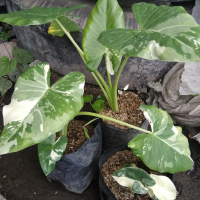 Tanaman bunga keladi tikus variegata