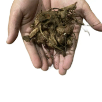 bibit umbi yakon siap tanam size medium sangat mudah tumbuh