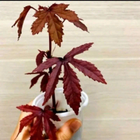 Tanaman Hias Red panama/marple.