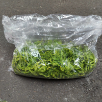 Bunga Kenanga Wangi dan Segar (Bunga Segar Jakarta)