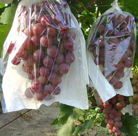 防蟲保護袋 果袋套 半透明葡萄套袋專用袋蓮霧保護防蟲雨防鳥包裝果袋紙袋子果樹水果『cyd0765』
