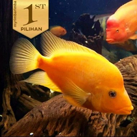 Red Devil Cichlid JUMBO Ikan Hias Predator Aquarium Tanaman Aqascape