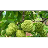 bibit tanaman buah srikaya lokal