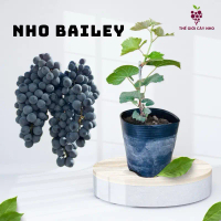 Cây nho giống: Nho Baileys.