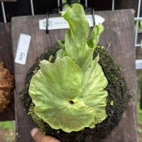 platycerium wandae var dwarf and curling
