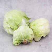 Selada Iceberg 1 Kg