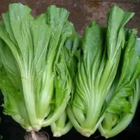 Sawi Pahit / Sayur Jabung 500 gram