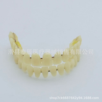 Cross-border Hot Sale Realistic Fake Teeth Jade Teeth   A set of teeth   Dental Teaching Materials D