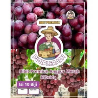 Bibit Premium Buah Anggur Merah Hibrida | Benih Anggur Merah