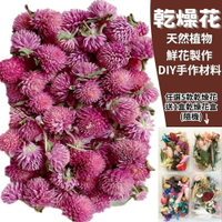 【A-ONE】千日紅 乾燥花材料包 永生花 浮油花 乾燥花DIY 乾燥花藝教學 自然精美花材料禮盒 A16